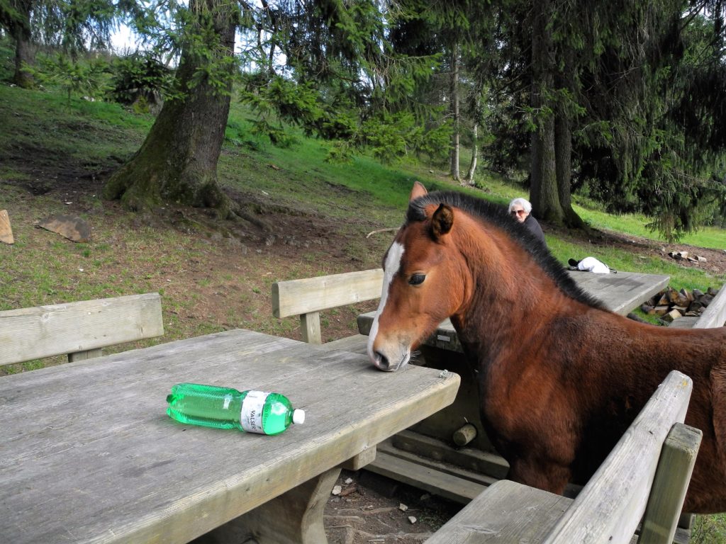 reitferien jura